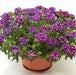 Verbena Trailing Purple ( 2 STARTER PLANTS) GREAT IN CONTAINERS ! - Caribbean garden seed