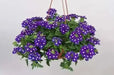 Verbena Trailing Purple ( 2 STARTER PLANTS) GREAT IN CONTAINERS ! - Caribbean garden seed