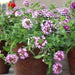 Verbena Obsession Cascade  twister violet ( 10  seeds ) GREAT IN CONTAINERS ! - Caribbean garden seed