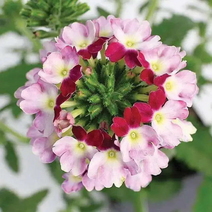 Verbena Obsession Cascade  twister violet ( 10  seeds ) GREAT IN CONTAINERS ! - Caribbean garden seed