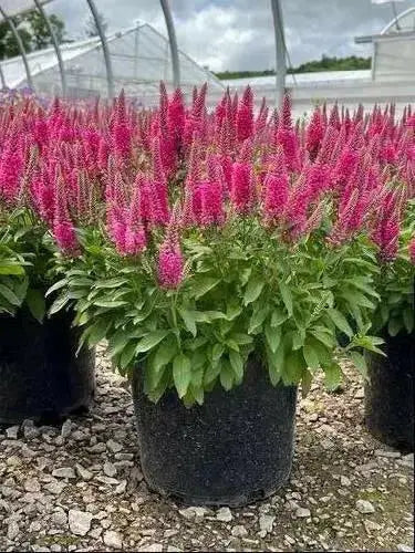 Veronica Ronica Fuchsia ( LIVE STARTER PLANT) - Caribbean garden seed