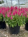 Veronica Ronica Fuchsia ( LIVE STARTER PLANT) - Caribbean garden seed