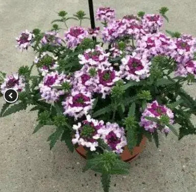 Verbena Obsession Cascade  twister violet ( 10  seeds ) GREAT IN CONTAINERS ! - Caribbean garden seed