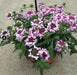 Verbena Obsession Cascade  twister violet ( 10  seeds ) GREAT IN CONTAINERS ! - Caribbean garden seed