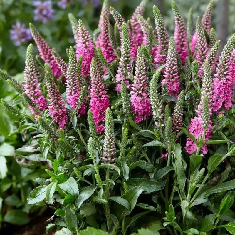 Veronica Ronica Fuchsia ( LIVE STARTER PLANT) - Caribbean garden seed