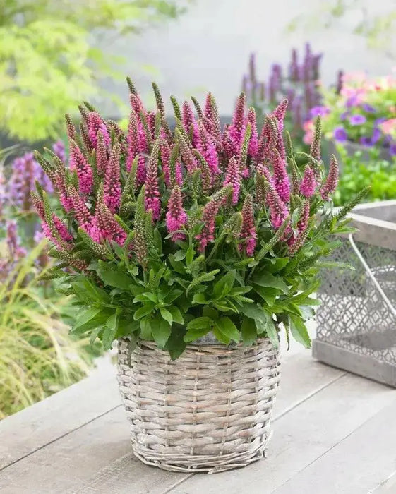 Veronica Ronica Fuchsia ( LIVE STARTER PLANT) - Caribbean garden seed