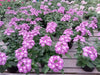 Verbena Vanessa Purple ( 2 STARTER PLANTS) GREAT IN CONTAINERS ! - Caribbean garden seed