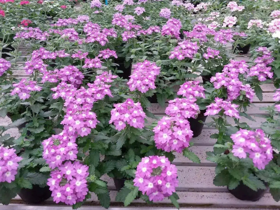 Verbena Vanessa Purple ( 2 STARTER PLANTS) GREAT IN CONTAINERS ! - Caribbean garden seed