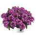 Verbena Vanessa Purple ( 2 STARTER PLANTS) GREAT IN CONTAINERS ! - Caribbean garden seed