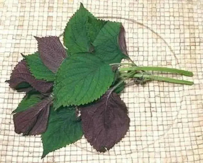 Vietnamese Perilla ,Shiso /Perilla Herb Seeds - Asian Vegetable - Caribbean garden seed