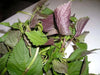Vietnamese Perilla ,Shiso /Perilla Herb Seeds - Asian Vegetable - Caribbean garden seed