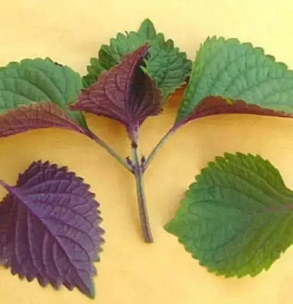 Vietnamese Perilla ,Shiso /Perilla Herb Seeds - Asian Vegetable - Caribbean garden seed