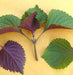 Vietnamese Perilla ,Shiso /Perilla Herb Seeds - Asian Vegetable - Caribbean garden seed