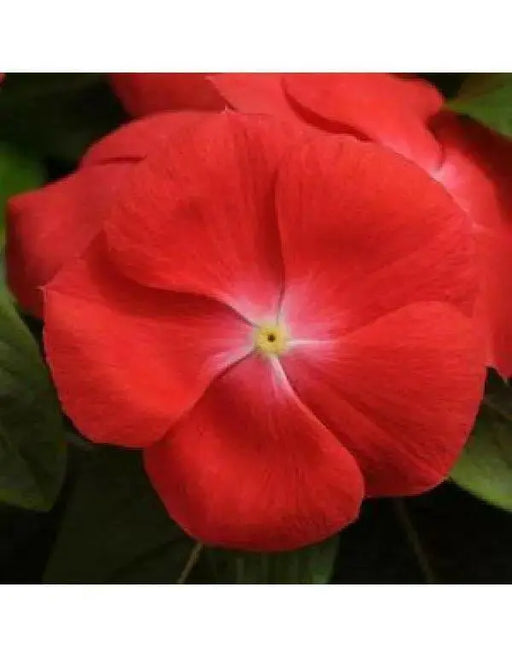 Vinca Periwinkle (PACIFICA XP -ORANGE) - Annual flowers seed - Caribbean garden seed