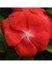 Vinca Periwinkle (PACIFICA XP -ORANGE) - Annual flowers seed - Caribbean garden seed