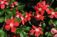 Vinca Periwinkle (PACIFICA XP -ORANGE) - Annual flowers seed - Caribbean garden seed