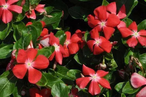 Vinca Periwinkle (PACIFICA XP -ORANGE) - Annual flowers seed - Caribbean garden seed