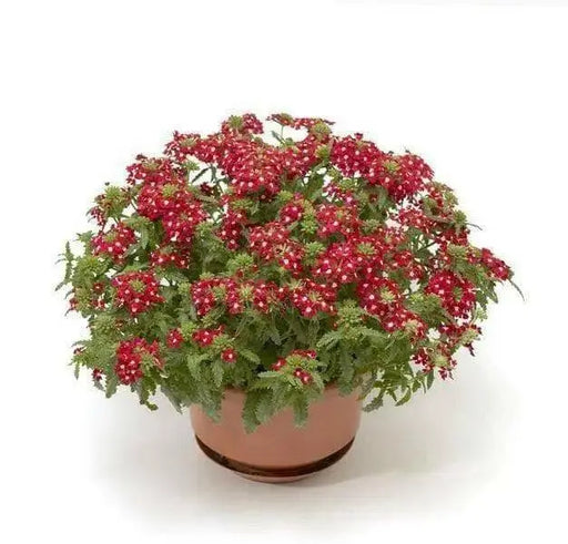 Verbena Obsession Cascade RED W/EYE ( 10  seeds ) GREAT IN CONTAINERS ! - Caribbean garden seed