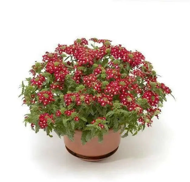 Verbena Obsession Cascade RED W/EYE ( 10  seeds ) GREAT IN CONTAINERS ! - Caribbean garden seed