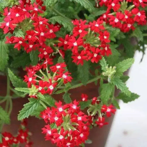 Verbena Obsession Cascade RED W/EYE ( 10  seeds ) GREAT IN CONTAINERS ! - Caribbean garden seed