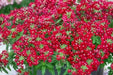 Verbena Obsession Cascade RED W/EYE ( 10  seeds ) GREAT IN CONTAINERS ! - Caribbean garden seed