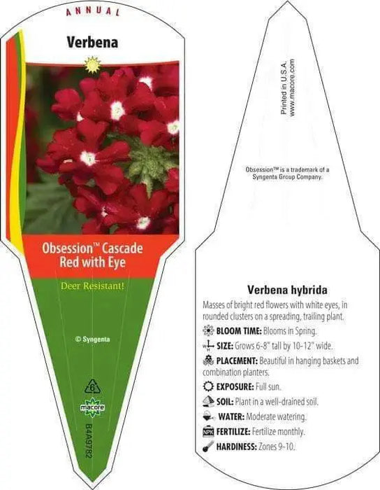 Verbena Obsession Cascade RED W/EYE ( 10  seeds ) GREAT IN CONTAINERS ! - Caribbean garden seed