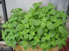 Vietnamese Mint seeds-Kinh Gioi - Caribbean garden seed