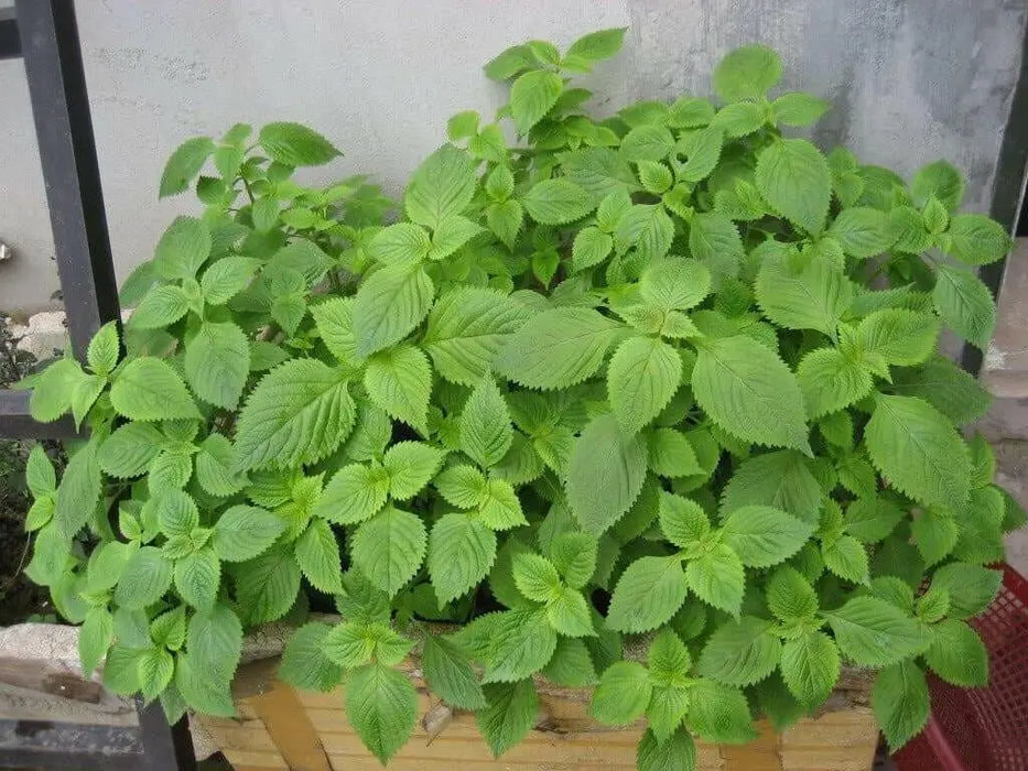 Vietnamese Mint seeds-Kinh Gioi - Caribbean garden seed