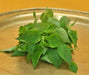 Vietnamese Mint seeds-Kinh Gioi - Caribbean garden seed