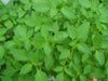Vietnamese Mint seeds-Kinh Gioi - Caribbean garden seed