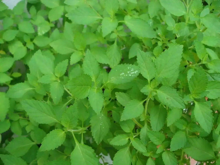 Vietnamese Mint seeds-Kinh Gioi - Caribbean garden seed