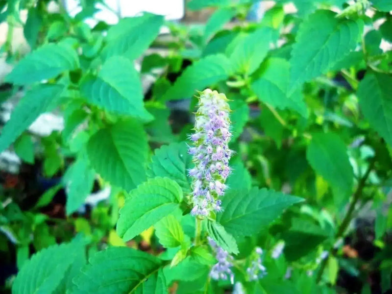 Vietnamese Mint seeds-Kinh Gioi - Caribbean garden seed