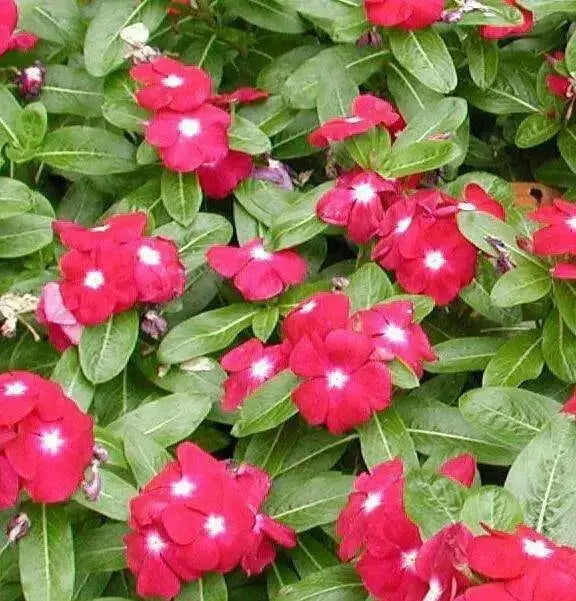 VINCA Dwarf Periwinkle ROSE,ANNUAL FLOWERS Seed - Caribbean garden seed