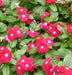 VINCA Dwarf Periwinkle ROSE,ANNUAL FLOWERS Seed - Caribbean garden seed