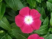 VINCA Dwarf Periwinkle ROSE,ANNUAL FLOWERS Seed - Caribbean garden seed