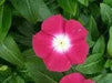VINCA Dwarf Periwinkle ROSE,ANNUAL FLOWERS Seed - Caribbean garden seed