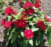 VINCA Dwarf Periwinkle ROSE,ANNUAL FLOWERS Seed - Caribbean garden seed