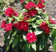 VINCA Dwarf Periwinkle ROSE,ANNUAL FLOWERS Seed - Caribbean garden seed