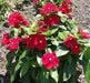 VINCA Dwarf Periwinkle ROSE,ANNUAL FLOWERS Seed - Caribbean garden seed