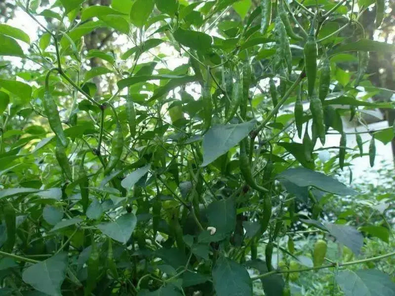 Vietnamese Tear Jerker, PEPPER SEEDS , Capsicum annuum, Asian Vegetable - Caribbean garden seed