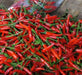 Vietnamese Tear Jerker, PEPPER SEEDS , Capsicum annuum, Asian Vegetable - Caribbean garden seed