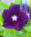 Vinca Periwinkle (sunstorm -PURPLE) - Annual flowers seed - Caribbean garden seed