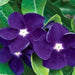 Vinca Periwinkle (sunstorm -PURPLE) - Annual flowers seed - Caribbean garden seed
