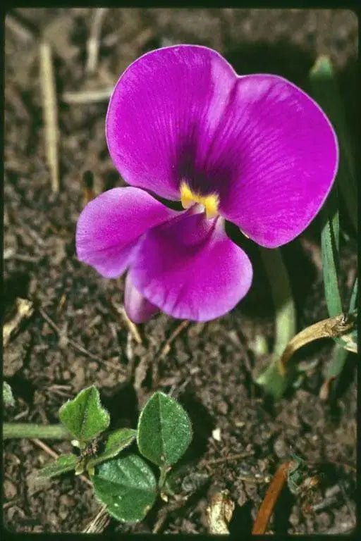 VIGNA VEXILLATA SEEDS (ZOMBI PEA),VINE,CLIMBER - Caribbean garden seed