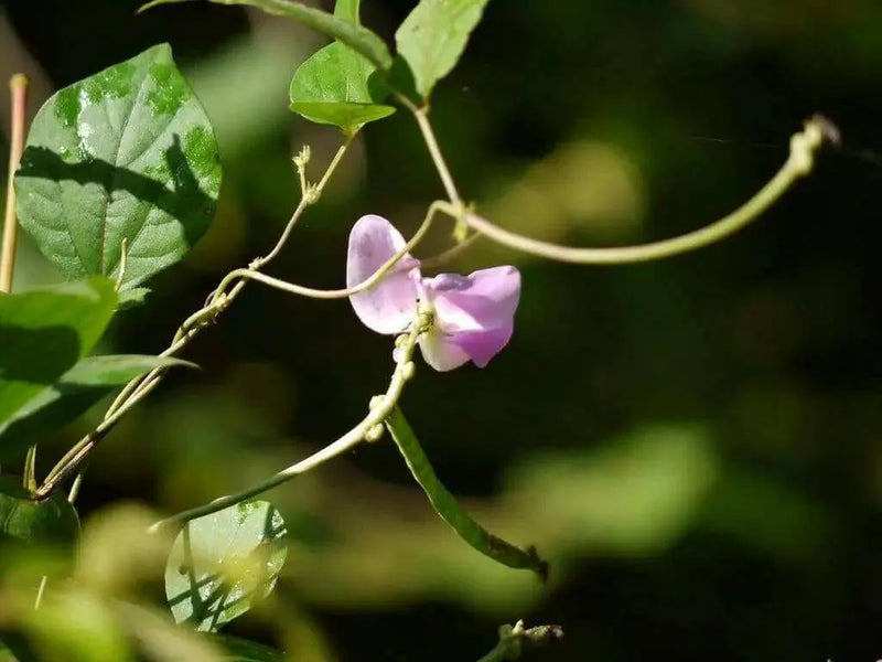 VIGNA VEXILLATA SEEDS (ZOMBI PEA),VINE,CLIMBER - Caribbean garden seed