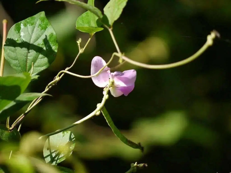 VIGNA VEXILLATA SEEDS (ZOMBI PEA),VINE,CLIMBER - Caribbean garden seed