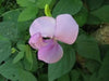 VIGNA VEXILLATA SEEDS (ZOMBI PEA),VINE,CLIMBER - Caribbean garden seed