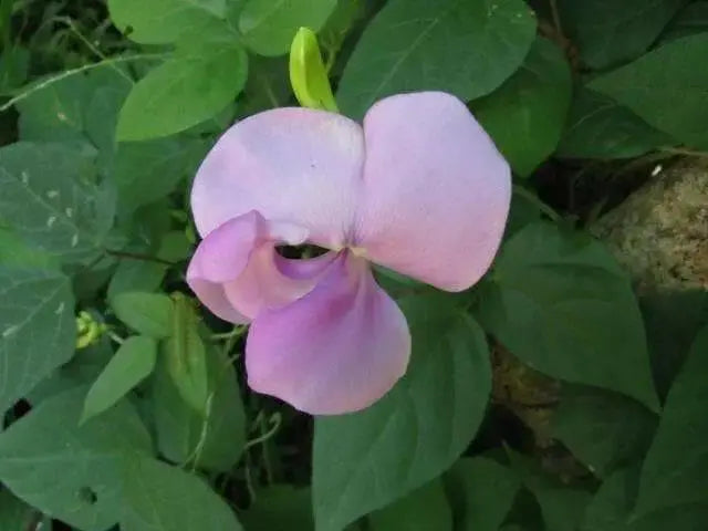 VIGNA VEXILLATA SEEDS (ZOMBI PEA),VINE,CLIMBER - Caribbean garden seed