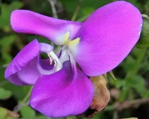 VIGNA VEXILLATA SEEDS (ZOMBI PEA),VINE,CLIMBER - Caribbean garden seed
