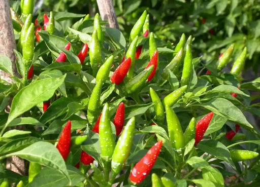 Vietnamese Pepper SEEDS (Capsicum annuum) OT HIEM, ASIAN VEGETABLE - Caribbean garden seed